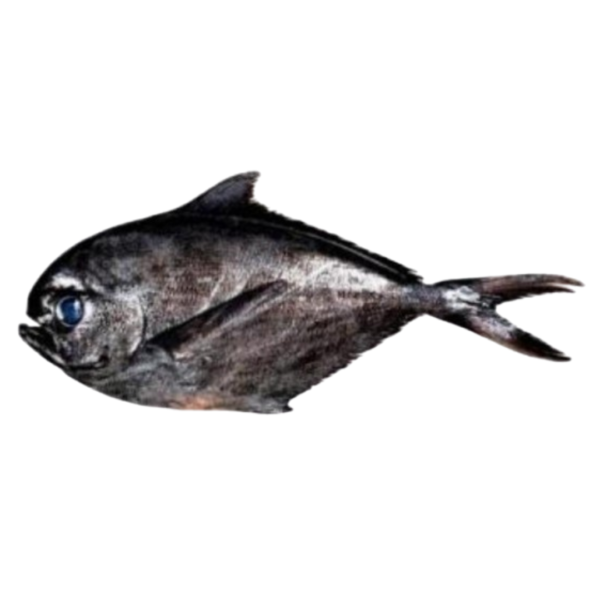 Palometas Palometas (10.83lb)
