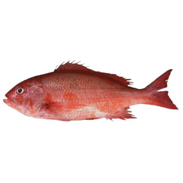 Pargo Pargo (4.65 lb)