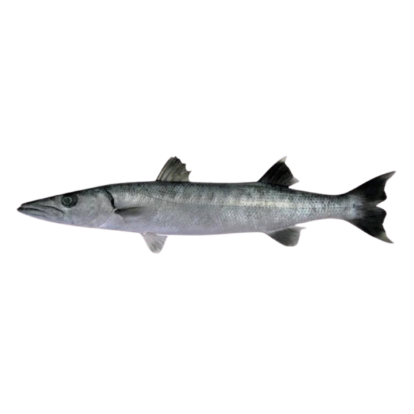 Picua Picua (5.84lb)